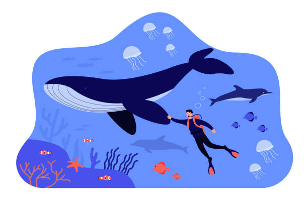 Tiny diver swimming underwater isolated flat vector illustration Tiny diver swimming underwater isolated flat vector illustration. Cartoon character near big whale and tropical fishes. Marine fauna exploration and ocean wildlife concept cetacea stock illustrations