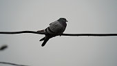 Beautiful view of True messenger bird Feral pigeon or Homing Dove sitting on