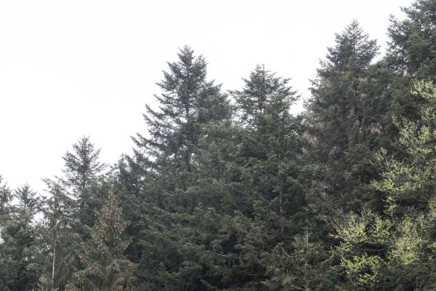 istock green fir trees standing in a forest 1295617204
