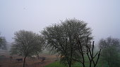 Autumn fog view in desert landscape. Acacia tree in the fog struggling with e