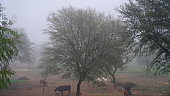 Blur capture shot of desert Acacia or Babool plants during misty cold weather
