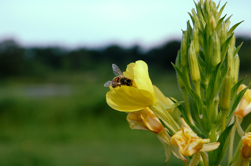 Picture of a honey bee pollinating a yellow Evening Primrose flower in an Illinois forest preserve in summer