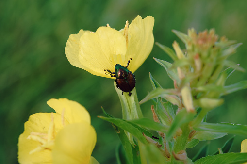 A bronze-colored Japanese Beetle sitting on a yellow Evening Primrose flower in an Illinois forest preserve in summer