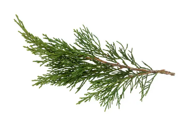 Photo of Arborvitae leaves isolated on a white background