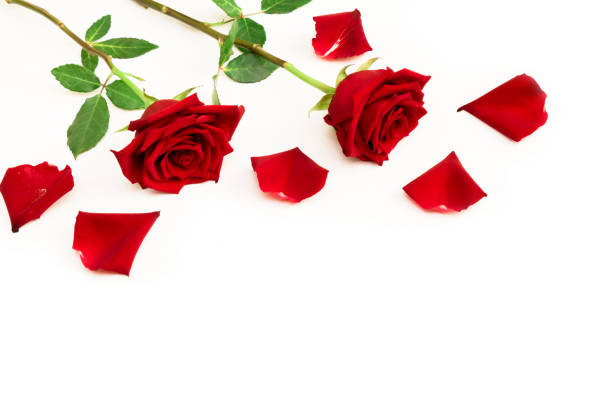 istock Beautiful pattern of red rose flowers and petals on white background 1295618177