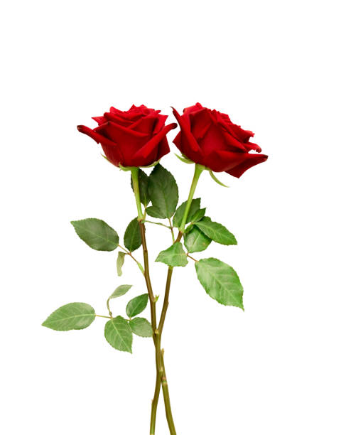 istock Red rose flowers with clipping path 1295618188