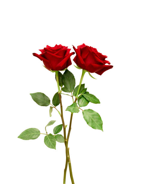 670+ Two Red Rose Stems Stock Photos, Pictures & Royalty-Free Images -  iStock