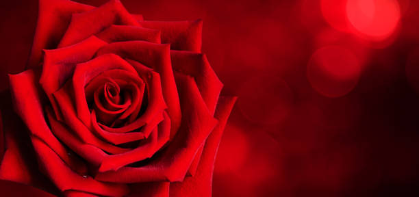 istock Red rose flower closeup on blur dark background. 1295618213