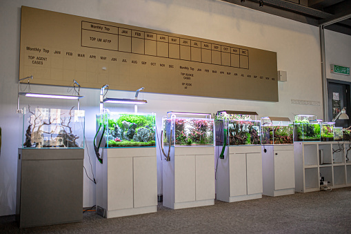Business Aquarium interior design. Fish, Terrarium, Wood material