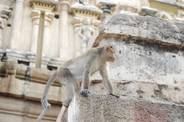istock monkey on stone in Hampi, India 1295619858