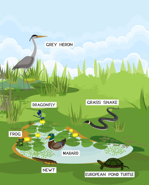 illustrations, cliparts, dessins animés et icônes de biotope d’étang avec différents animaux (oiseau, reptile, amphibiens) dans leur habitat normal - heron blue heron bird swamp