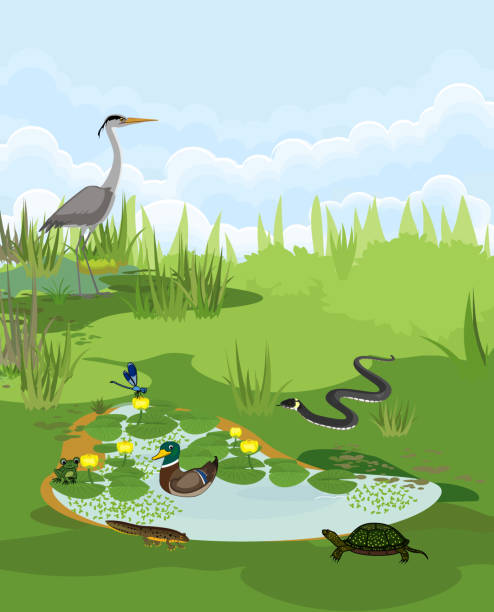 ilustrações de stock, clip art, desenhos animados e ícones de pond biotope with different animals (bird, reptile, amphibians) in their natural habitat - frog water lily pond sunlight