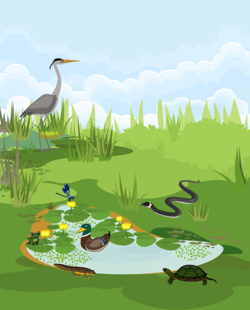 bildbanksillustrationer, clip art samt tecknat material och ikoner med dammbiotop med olika djur (fågel, reptil, amfibier) i deras naturliga livsmiljö - freshwater