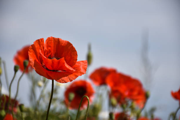 istock Focused poppy flower in a field 1295621366