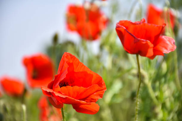 istock One focused poppy in a field 1295621467