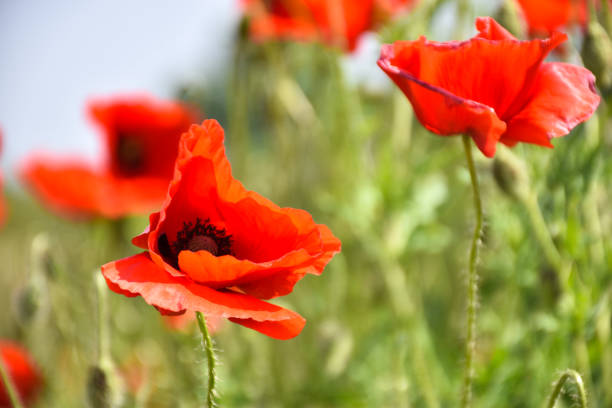 istock One poppy flower in focus 1295621525