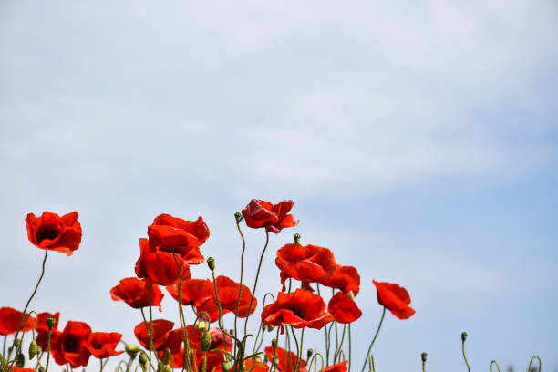 istock Group with blossom poppies 1295621559