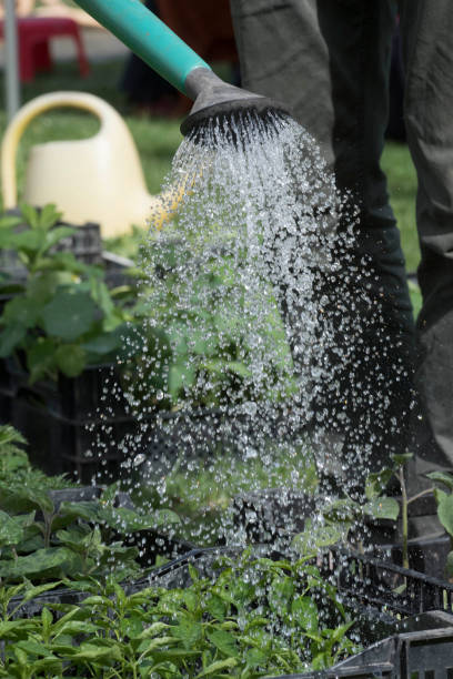 istock watering plants with a watering can 1295621798