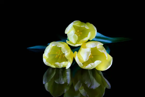 Photo of Bunch of yellow tulips isolated on black background