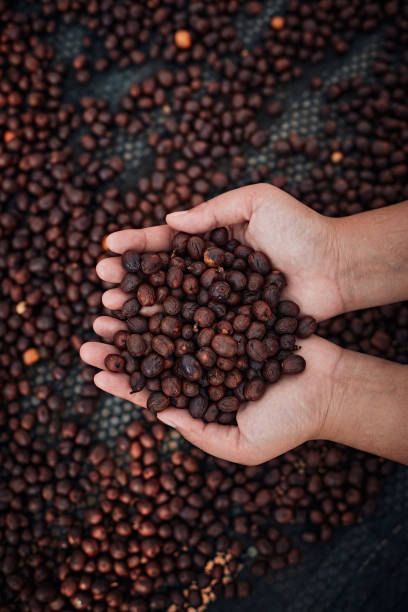 istock Close up red berries coffee beans 1295624698