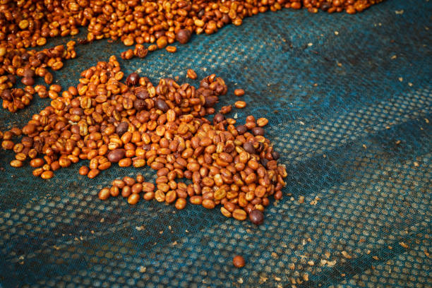 istock Coffee beans are drying at coffee farm 1295625709