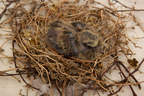 squab (babytaube) im vogelnest und wartet darauf, dass seine eltern nahrung mitbringen. schwarze und gelbe federn, die aus taubenküken entstehen. - young bird sleeping fluffy baby chicken stock-fotos und bilder