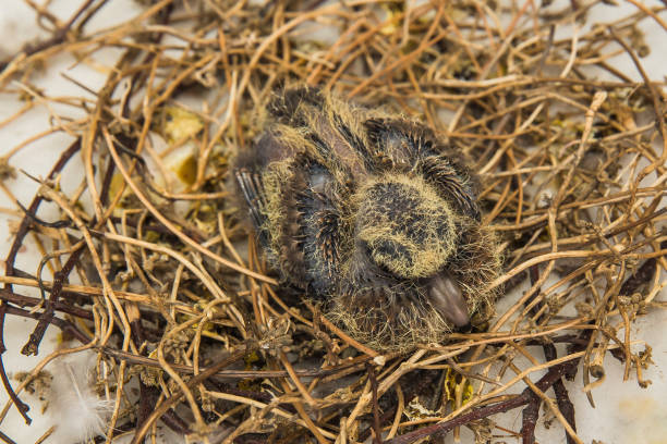 squab (babytaube) im vogelnest und wartet darauf, dass seine eltern nahrung mitbringen. schwarze und gelbe federn, die aus taubenküken entstehen. - young bird sleeping fluffy baby chicken stock-fotos und bilder