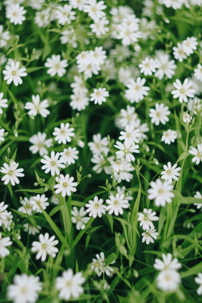 istock Small white spring flowers on a background of green foliage 1295626236