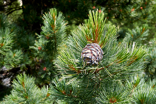 Close up of evergreen tree with cone.