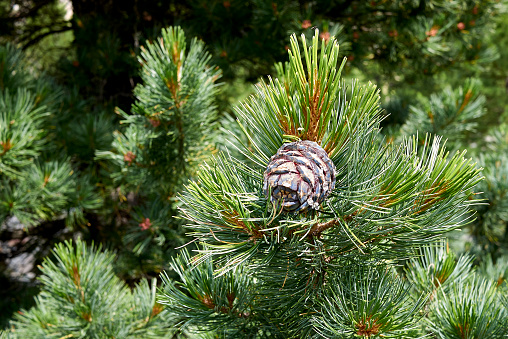 Extreme close-up of Pine tree in springtime with shallow depth of field.