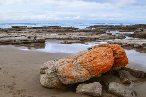 Vivid orange moss on beach rocks, Buffels Bay Beach Cape Point, Cape Town South Africa