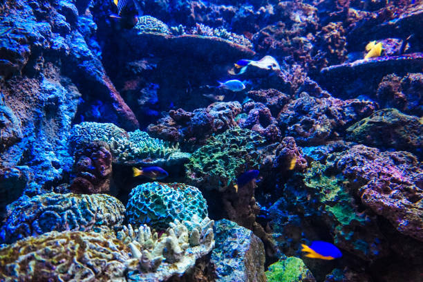 istock Coral reef, fish - saltwater aquarium 1295627522
