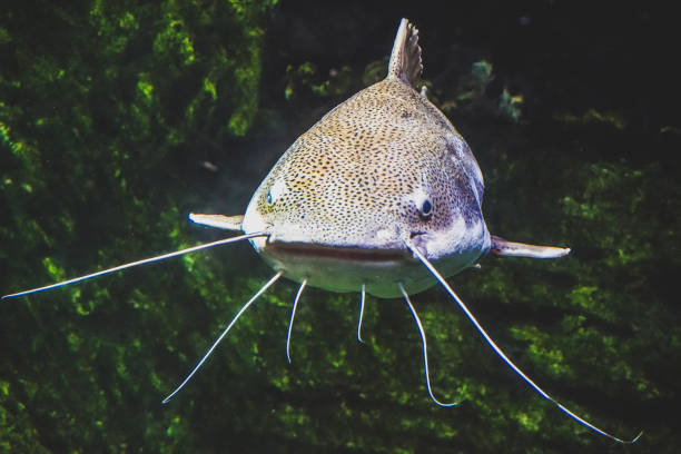 Underwater photo of The Catfish (Silurus Glanis). Biggest predatory fish in European lakes and river.