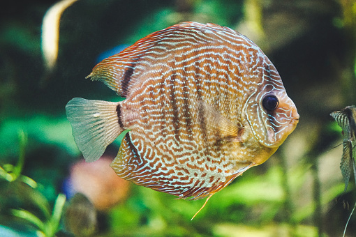 White and brown discus fish - side view - selective focus, horizontal photograph.