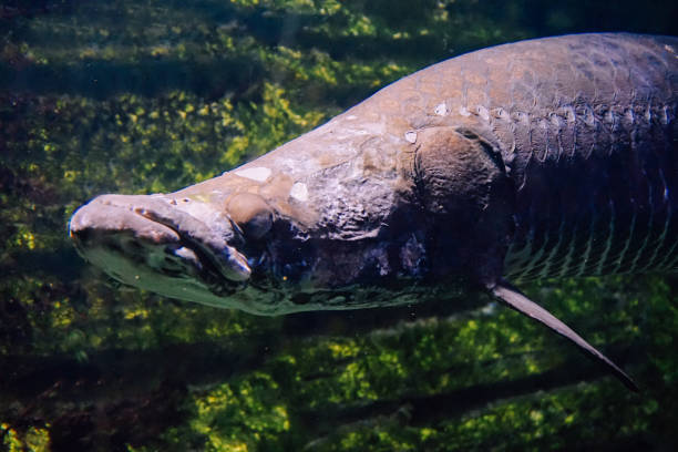 istock Arowana fish - close-up photograph 1295628804