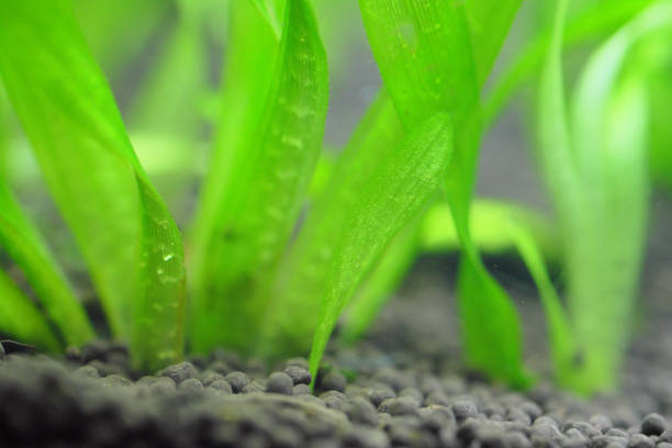 istock The root of the beautiful aquatic plants we planted 1295628885
