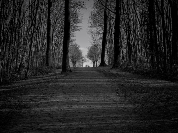 istock Forest in France 1295628927
