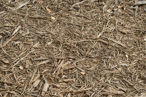 The straw coating. Close up of straw background texture.