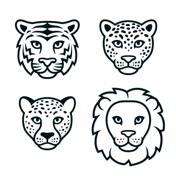 Cartoon wild cats head set Big wild cats face set, black and white logo. Lion, tiger, leopard, cheetah heads. Isolated vector clip art illustration. cartoon characters with big heads stock illustrations