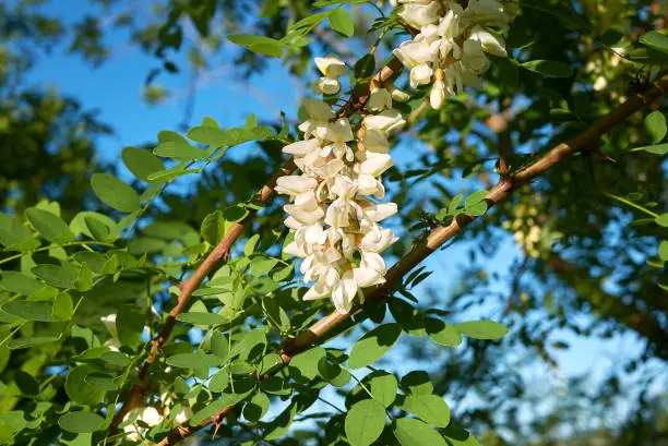 Robinia pseudoacacia white inflorescence