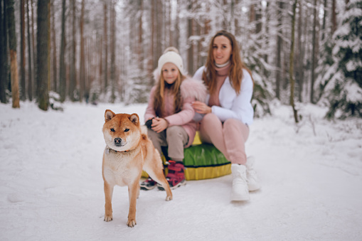 Happy mother and little cute girl in pink warm outwear walking having fun rides inflatable snow tube with red shiba inu dog in snowy white cold winter forest outdoors. Family sport vacation activities