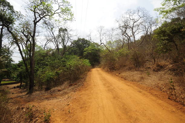 istock Jungle in South India, green plants and trees 1295631549