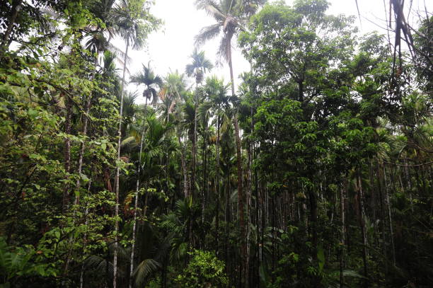 istock Jungle in South India, green plants and trees 1295631572