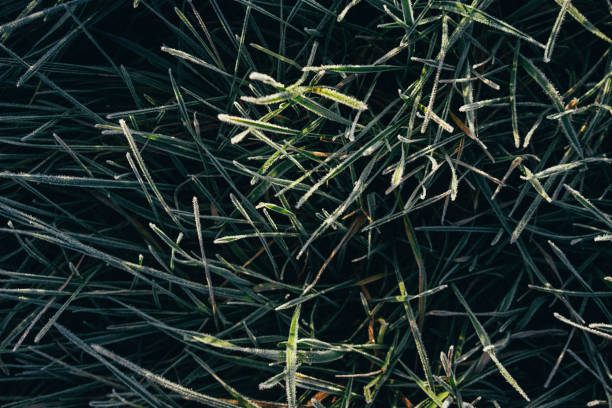 istock natural background, beautifully covered with frost grass and plants 1295634236