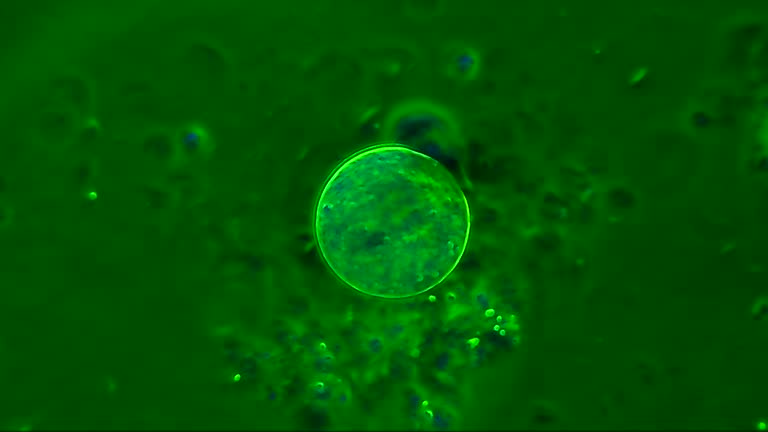 2,691 Animal Cell Structure Stock Videos and Royalty-Free Footage - iStock | Cell membrane, Plant cell, Animal cells 2,691 Animal Cell Structure Stock Videos and Royalty-Free Footage - iStock | Cell membrane, Plant cell, Animal cells