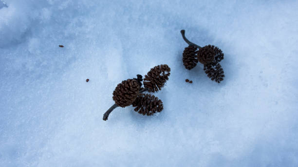 istock Small alder cones on white snow, winter 1295634866
