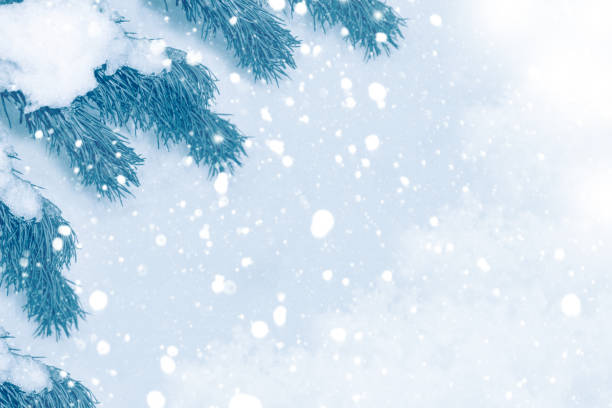 istock Winter forest in the snow. Winter landscape. 1295636269