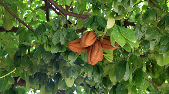 salvador, bahia, brazil - january 6, 2021: monguba fruit (Pachira aquatica Aubl.), popularly known as munguba, castanhola, chestnut-of-maranhao, cocoa-wild, chestnut-of-guiana. The plant is seen on a street in the city of Salvador.
