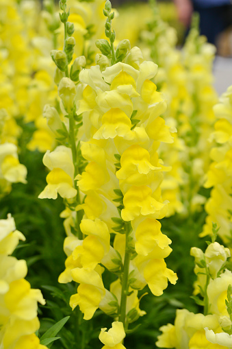 Masses of beautiful brightly coloured snapdragons flowering on a sunny summer day.
