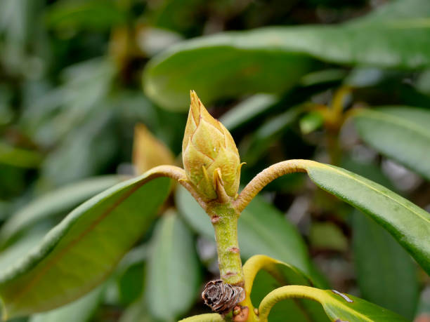 istock Rhododendron bud in wintertime in Germany 1295639988